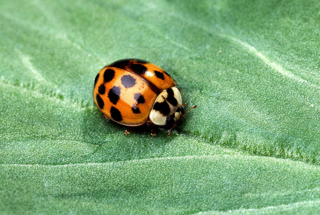 ladybug asian lady beetle